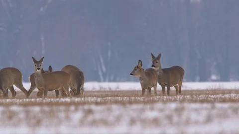 Roe deer (Capreolus capreolus) in winter Stock-Footage 85777946