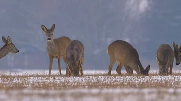 Roe deer (Capreolus capreolus) in winter Stock-Footage 85778038