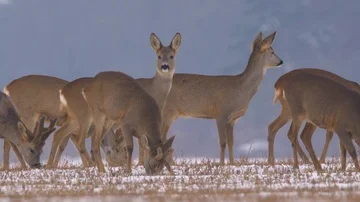 Roe deer (Capreolus capreolus) in winter Stock-Footage 85778893