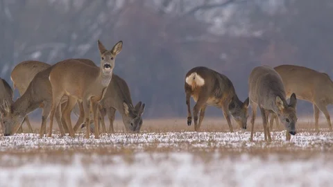Roe deer (Capreolus capreolus) in winter Video stock 85779927
