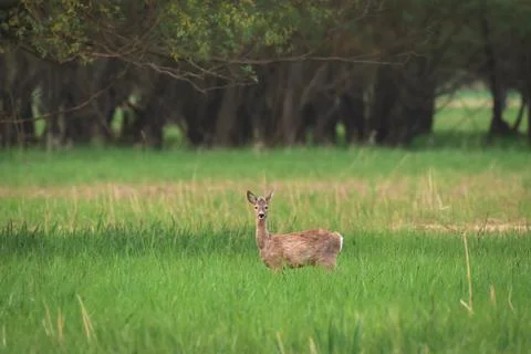 Roe deer (Capreolus capreolus) - a young roe deer stands among the green gr.. Stock Photos