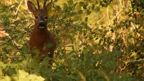 Roe deer (Capriolo) in the forest on alert 4K - Italian Nature Video stock 106292101