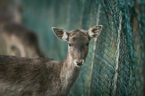 Roe deer in captivity Stock Photos