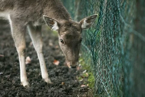 Roe deer in captivity Stock Photos