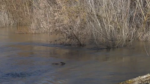 Roe deer carries the current of the river. The river came out of the shores Vidéo 83542652