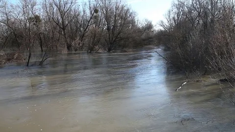 Roe deer carries the current of the river. The river came out of the shores Vidéo 83542930