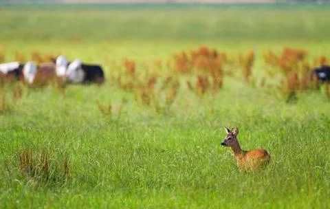 Roe deer with cattle Stock Photos