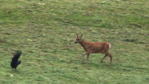 Roe deer chases away a crow from its dead fawn Stock Footage 276162026