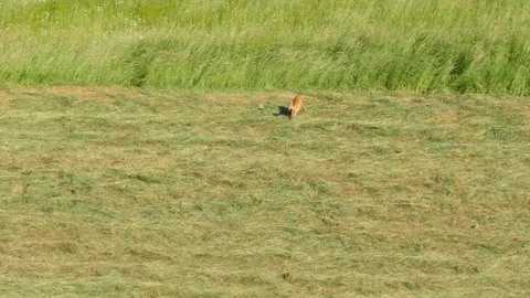 Roe deer chasing a bird away from a mowed pasture in summer Video stock 242938480