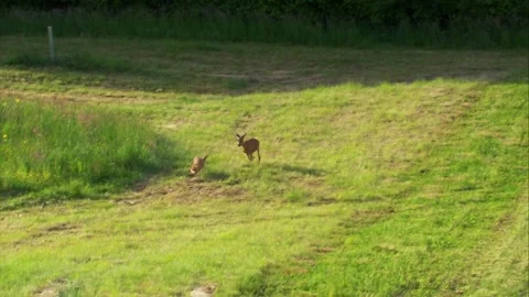 Roe deer chasing fox across mown meadow Stock Footage 327325478