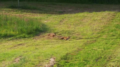 Roe deer chasing fox across mown meadow (slow motion) Stock Footage 328290318