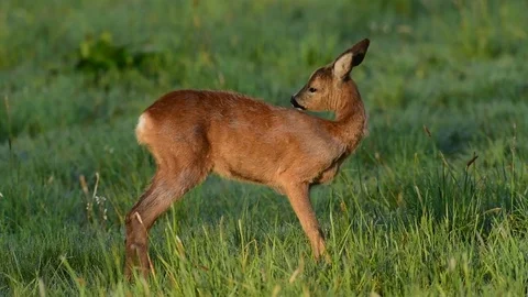Roe deer clean her fur, spring Stock Footage 80808320