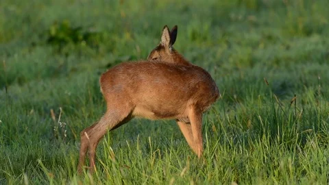 Roe deer clean her fur and look, spring Stock Footage 80809157