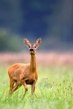 Roe-deer in a clearing Stock Photos
