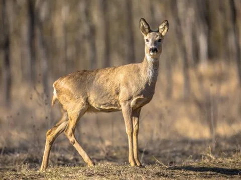 Roe deer on clearing Stock Photos