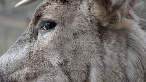 Roe deer, close up, eye Video stock 77241438