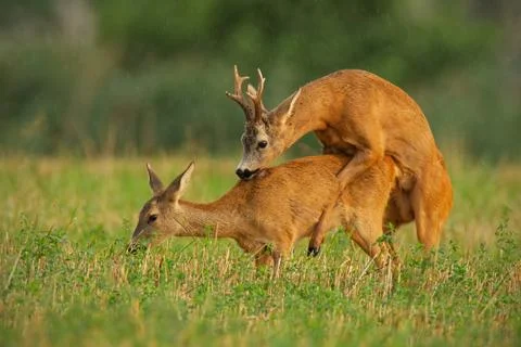 Roe deer couple copulating at evening light during summer rain. Stock Photos