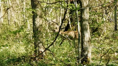 Roe deer crosses the road in the forest Stock Footage 128301015
