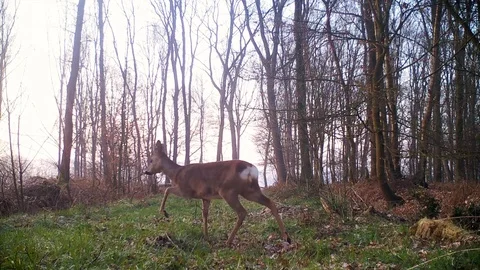 Roe deer crossing forest path at dawn. Stock Footage 86465426