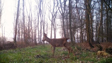 Roe deer crossing forest path at dawn. Stock Footage 86465736