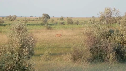 Roe deer with cub roe deer in savanna 스톡 동영상 159590330