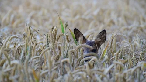 Roe deer cup look out of the grainfield, summer Video stock 83951301