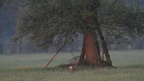Roe deer with a cup in meadow, spring Video stock 78228174