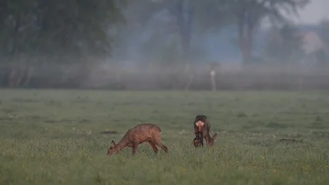 Roe deer with a cup in meadow, spring Stock Footage 78228330