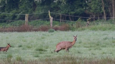 Roe deer with a cup in meadow, spring Stock Footage 78228357