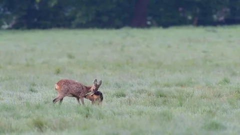 Roe deer with a cup in the meadow, spring Stock Footage 78229442