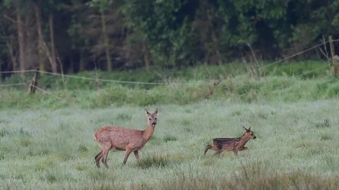 Roe deer with a cup in the meadow, spring Stock Footage 79610354