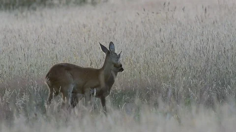 Roe deer with a cup in a meadow, summer Video stock 78229179