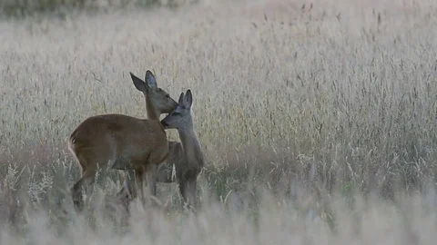 Roe deer with a cup in a meadow, summer Video stock 78230107