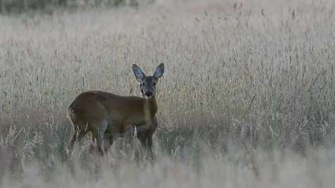 Roe deer with a cup in the meadow, summer Stock Footage 79610425