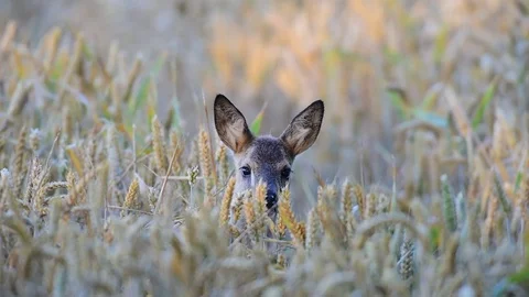 Roe deer cup standing in the grainfield, summer Stock Footage 84159396
