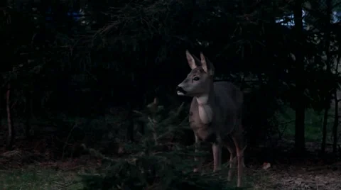 Roe deer in the dark woods Stock Footage 68796258