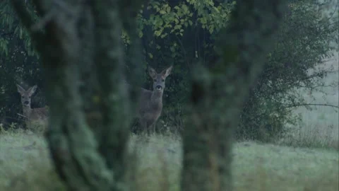 Roe deer at dawn Stock Footage 307596845