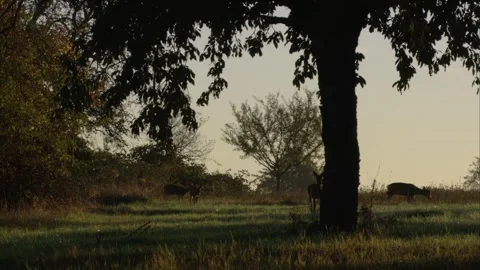 Roe deer at dawn Stock Footage 307596916