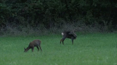 Roe deer at dawn Stock Footage 307596938