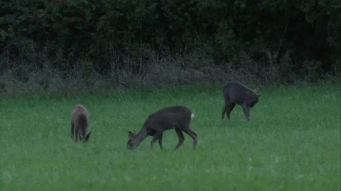 Roe deer at dawn Stock Footage 307596943