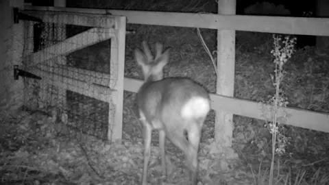 Roe deer in Devon garden Vidéo 157810604