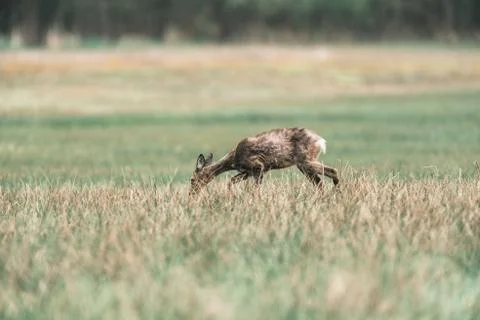 Roe deer doe during moult grazing in field. Stock Photos