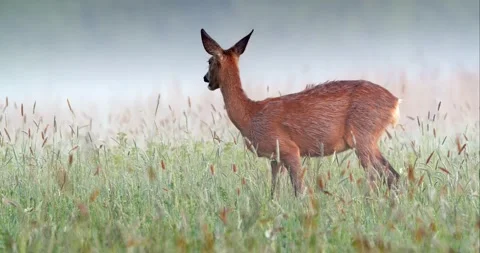 Roe deer doe feeding and looking around on misty meadow early in the morning Stock Footage 131340472