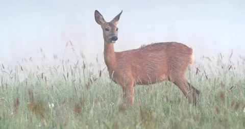 Roe deer doe feeding and looking around on meadow early in the morning Stock Footage 142290128