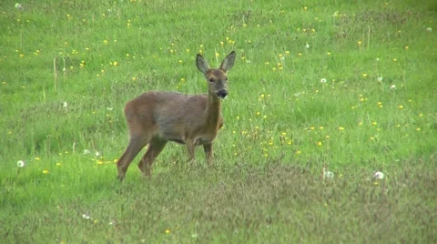 Roe Deer Doe Stock Footage 47744878