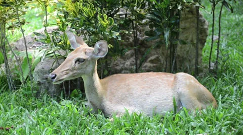 Roe Deer Doe on the grass field Stock Footage 26323304