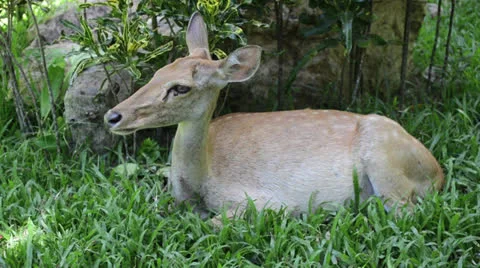 Roe Deer Doe on the grass field Stock Footage 26325822