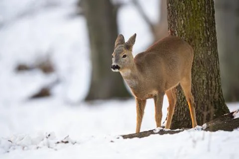 Roe deer doe looking aside in forest in wintertime nature. Stock Photos