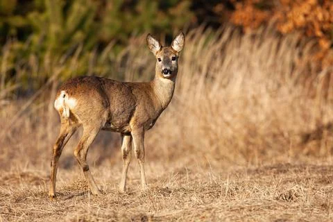 Roe deer doe looking back over shoulder on a meadow in autumn Stock Photos