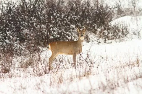 Roe deer doe looking at the camera, image taken in a winter day Stock Photos